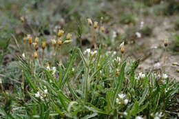 Imagem de Neotorularia torulosa (Desf.) Hedge & J. Léonard