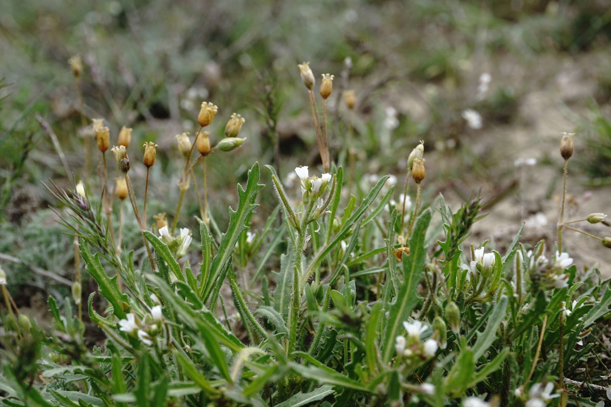 Image of Neotorularia torulosa (Desf.) Hedge & J. Léonard