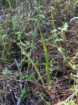 Image of Richard's yelloweyed grass