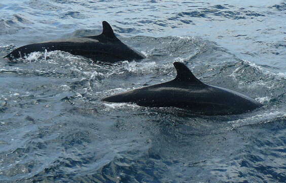 Image of false killer whale