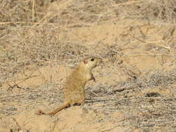 Image of Indian Desert Gerbil