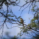 Image of Cinereous Finch