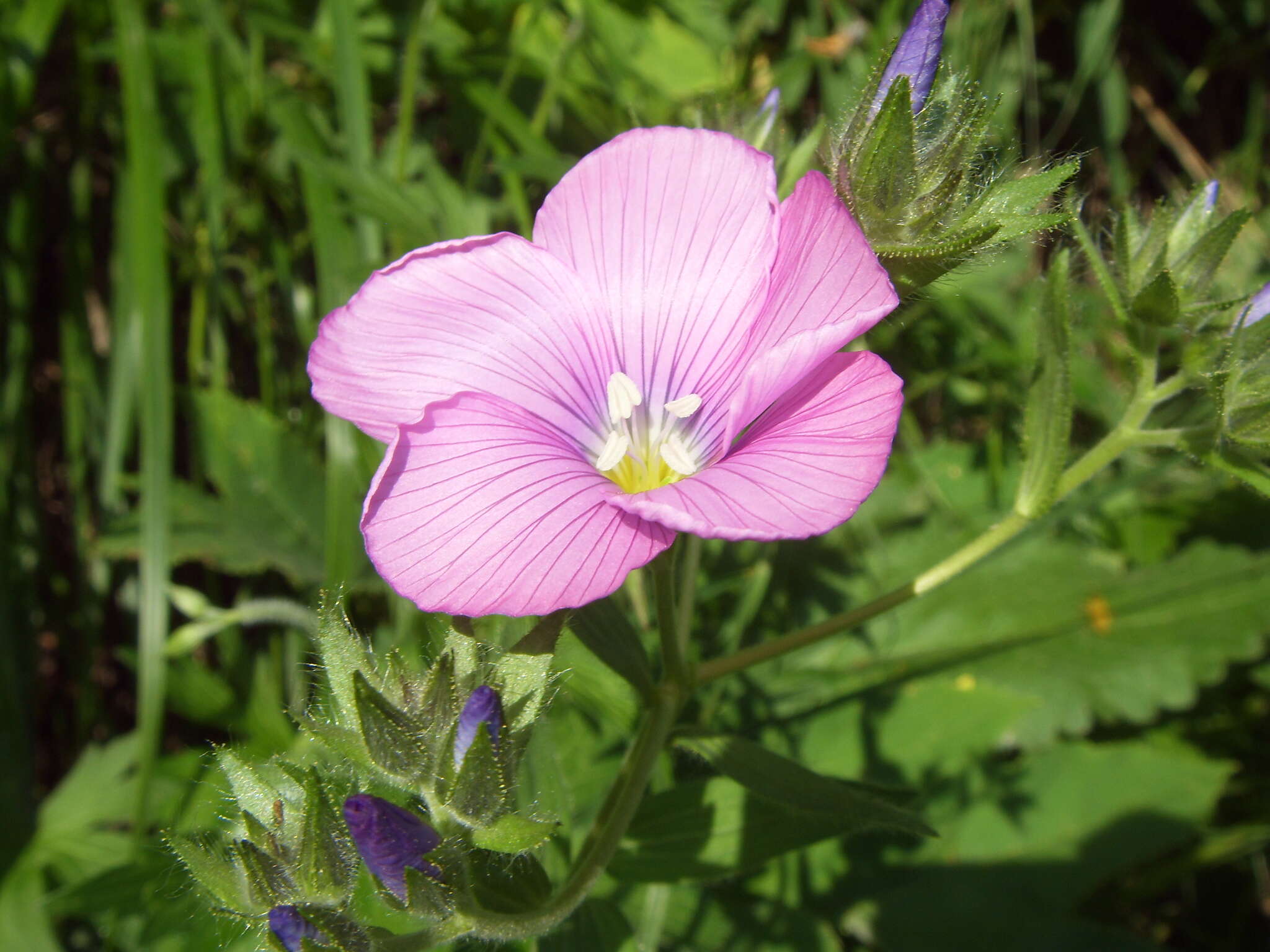 Image of Linum hypericifolium Salisb.