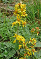 Image de Solidago virgaurea subsp. minuta (L.) Arcangeli