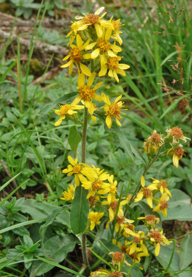 Plancia ëd Solidago virgaurea subsp. minuta (L.) Arcangeli