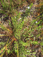 Image of Rough False Hedge-Nettle