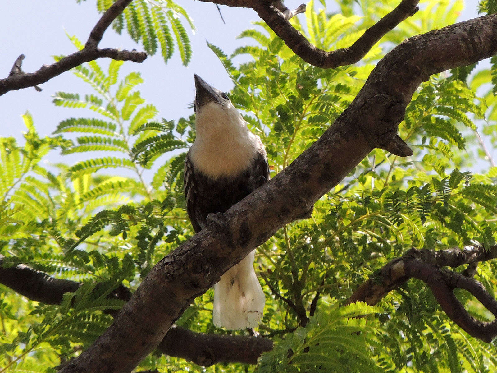 Image of White-headed Barbet