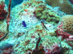 Image of Aron's Blenny