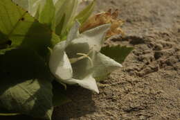 Image of Campanula pendula M. Bieb.