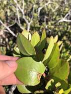 Слика од Arctostaphylos rainbowensis J. E. Keeley & A. Massihi