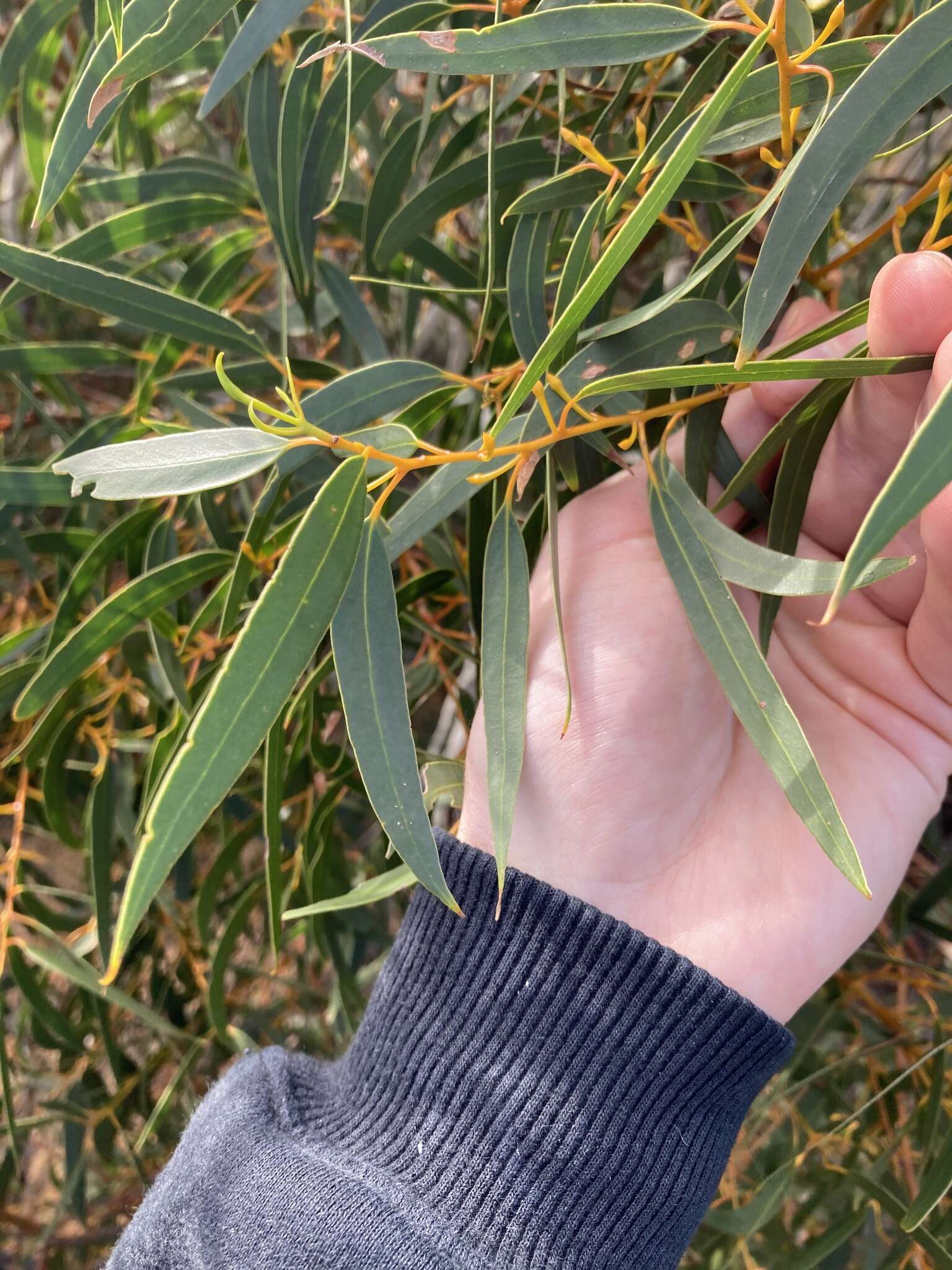 Image of Eucalyptus suberea M. I. H. Brooker & S. D. Hopper