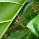 Image of Polistes stigma townsvillensis Giordani Soika 1975