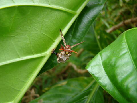 Image of Polistes stigma townsvillensis Giordani Soika 1975