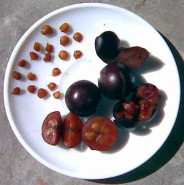 Image of Indian plum