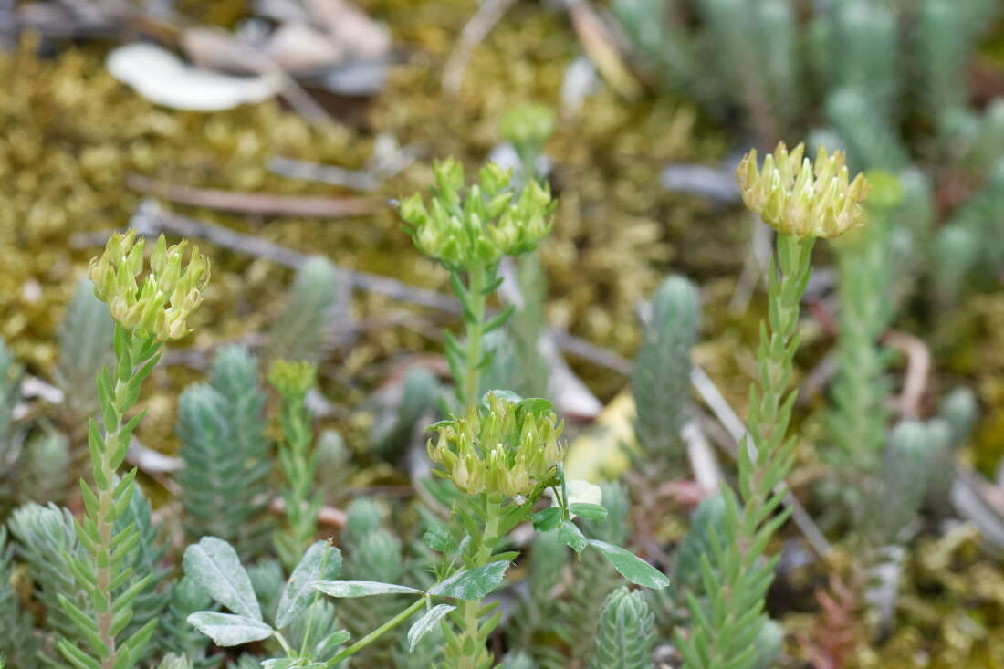 Слика од Petrosedum ochroleucum (Chaix) Niederle