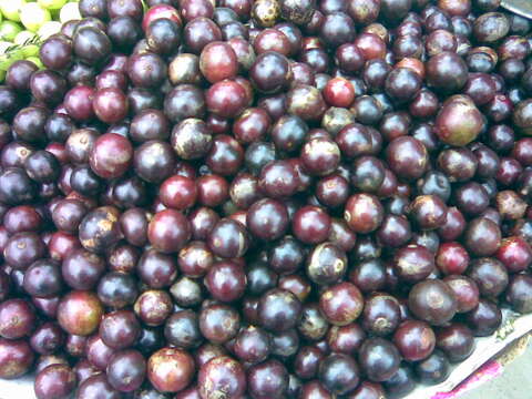 Image of Indian plum