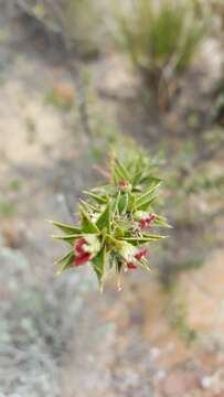 Imagem de Cliffortia ruscifolia L.