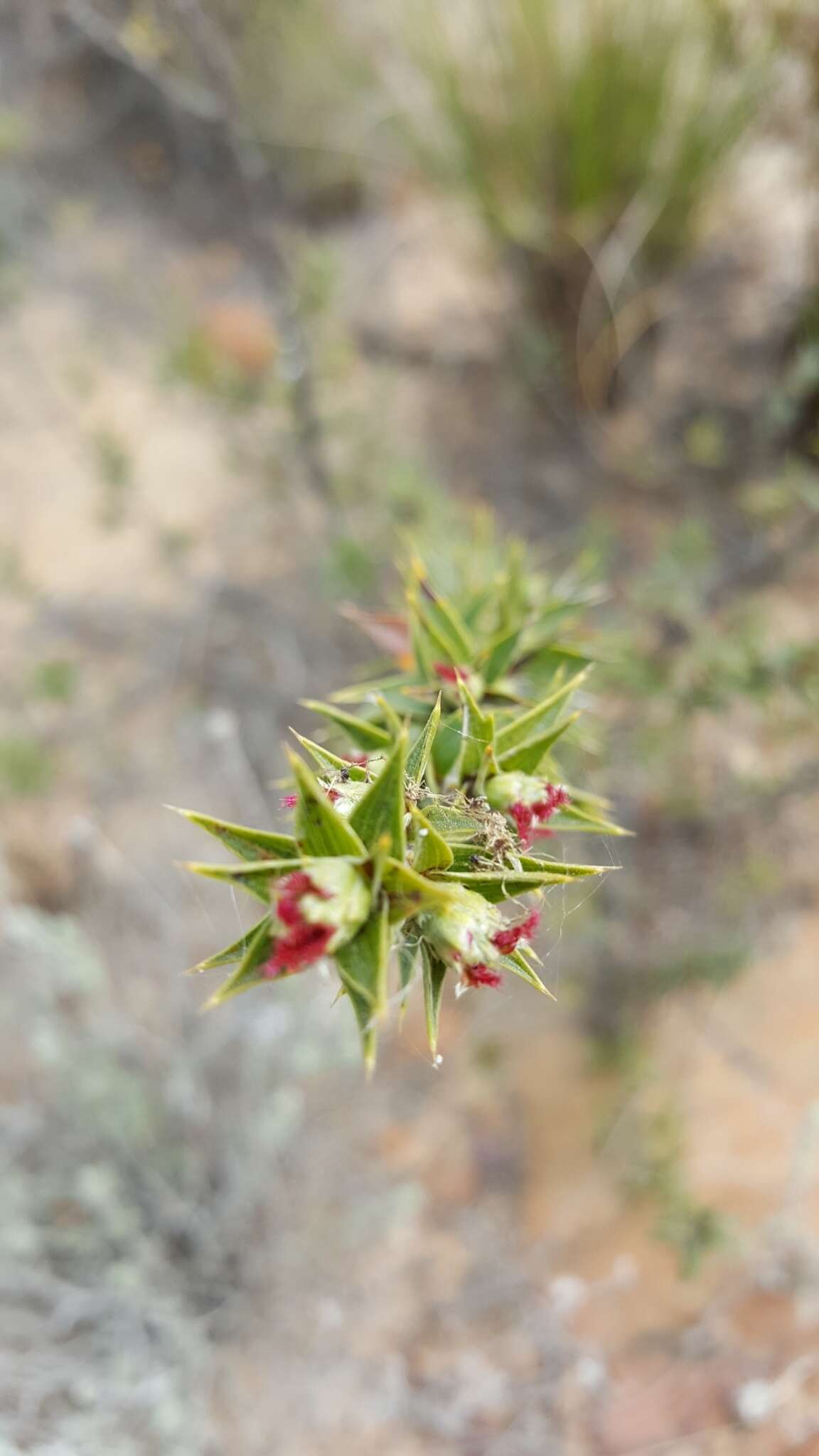 Image of Cliffortia ruscifolia L.