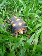 Image of Red-footed Tortoise