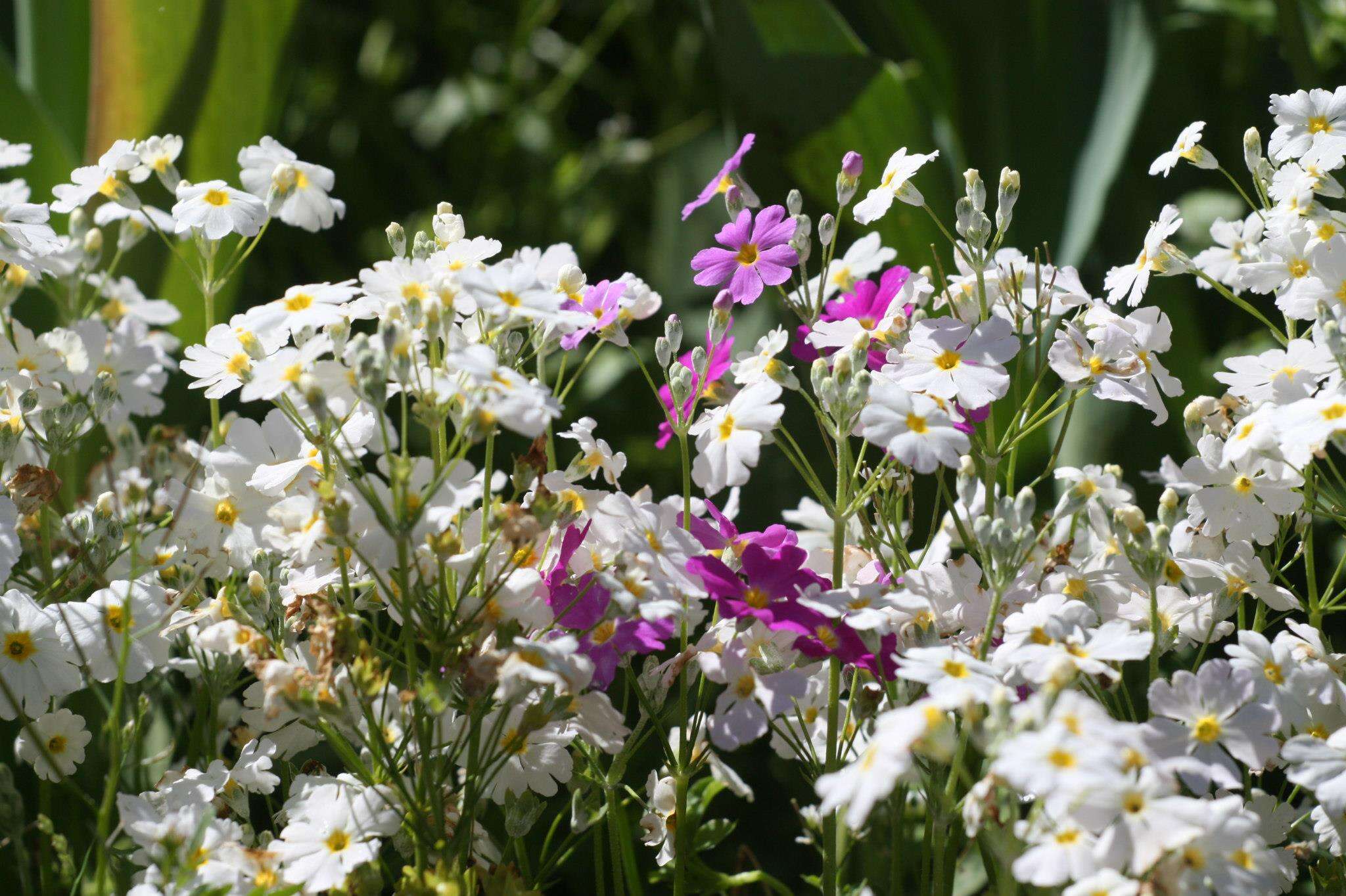 Image of Primula obconica Hance