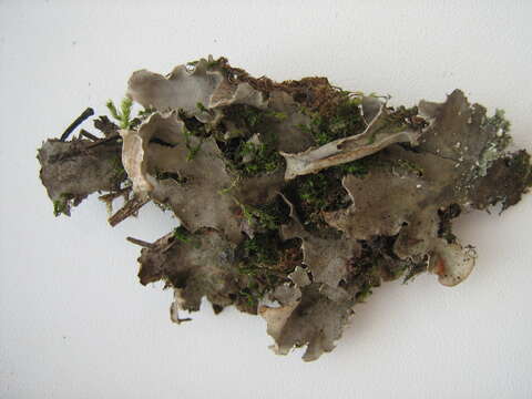 Imagem de Peltigera rufescens (Weiss) Humb.