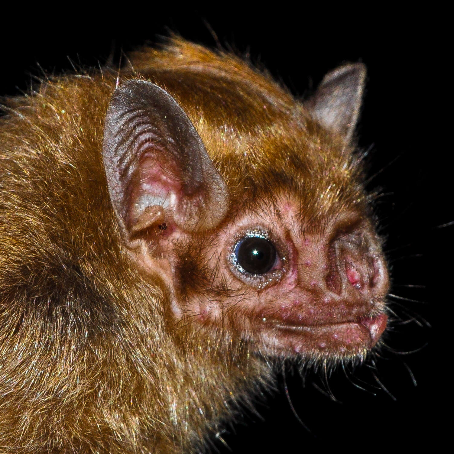 Image of White-winged Vampire Bat