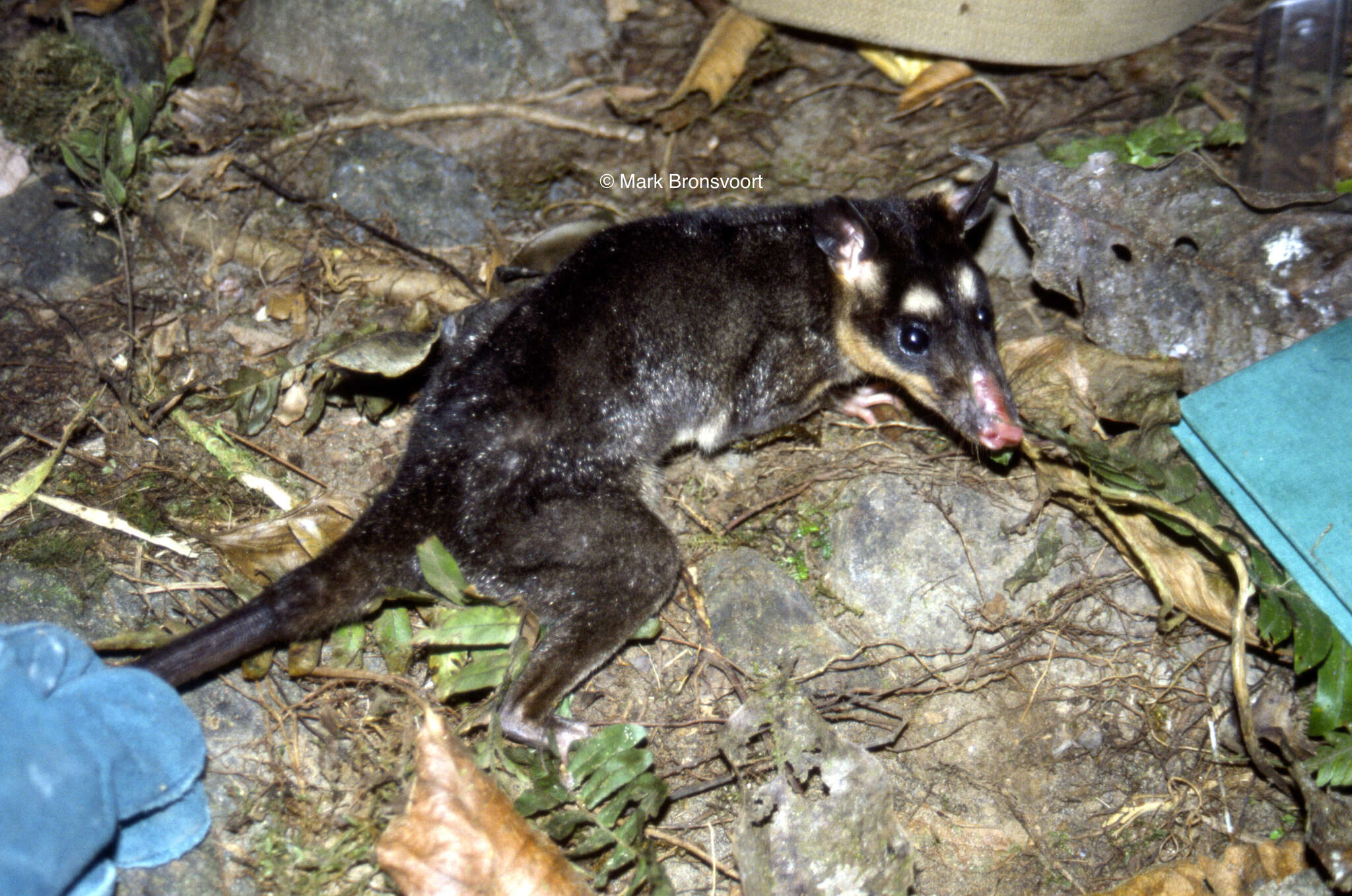 Image of Philander opossum melanurus (Thomas 1899)