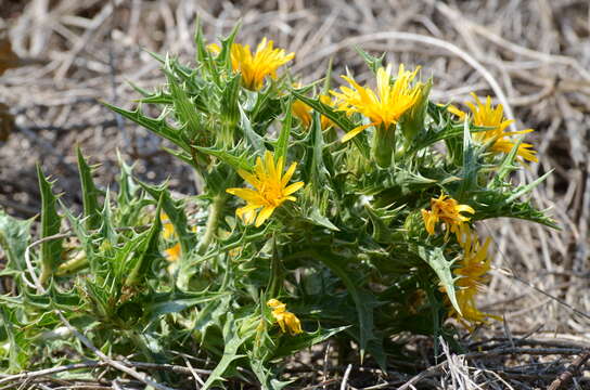 Image of Spanish oyster thistle