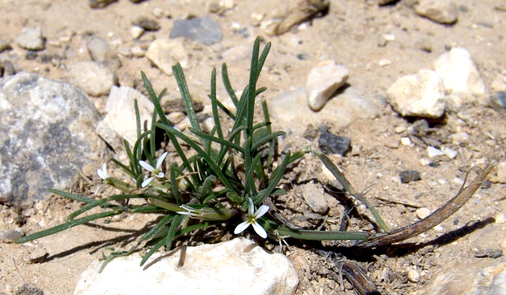 Image de Leptaleum filifolium (Willd.) DC.