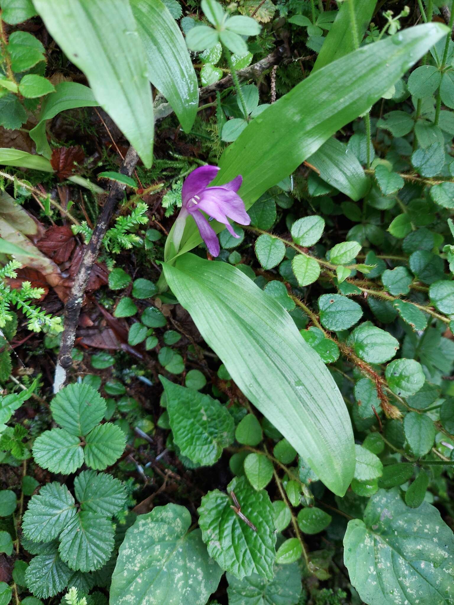 Image of Roscoea bhutanica Ngamr.