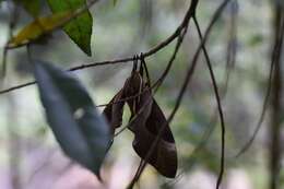 Image of Coequosa triangularis (Donovan 1805)