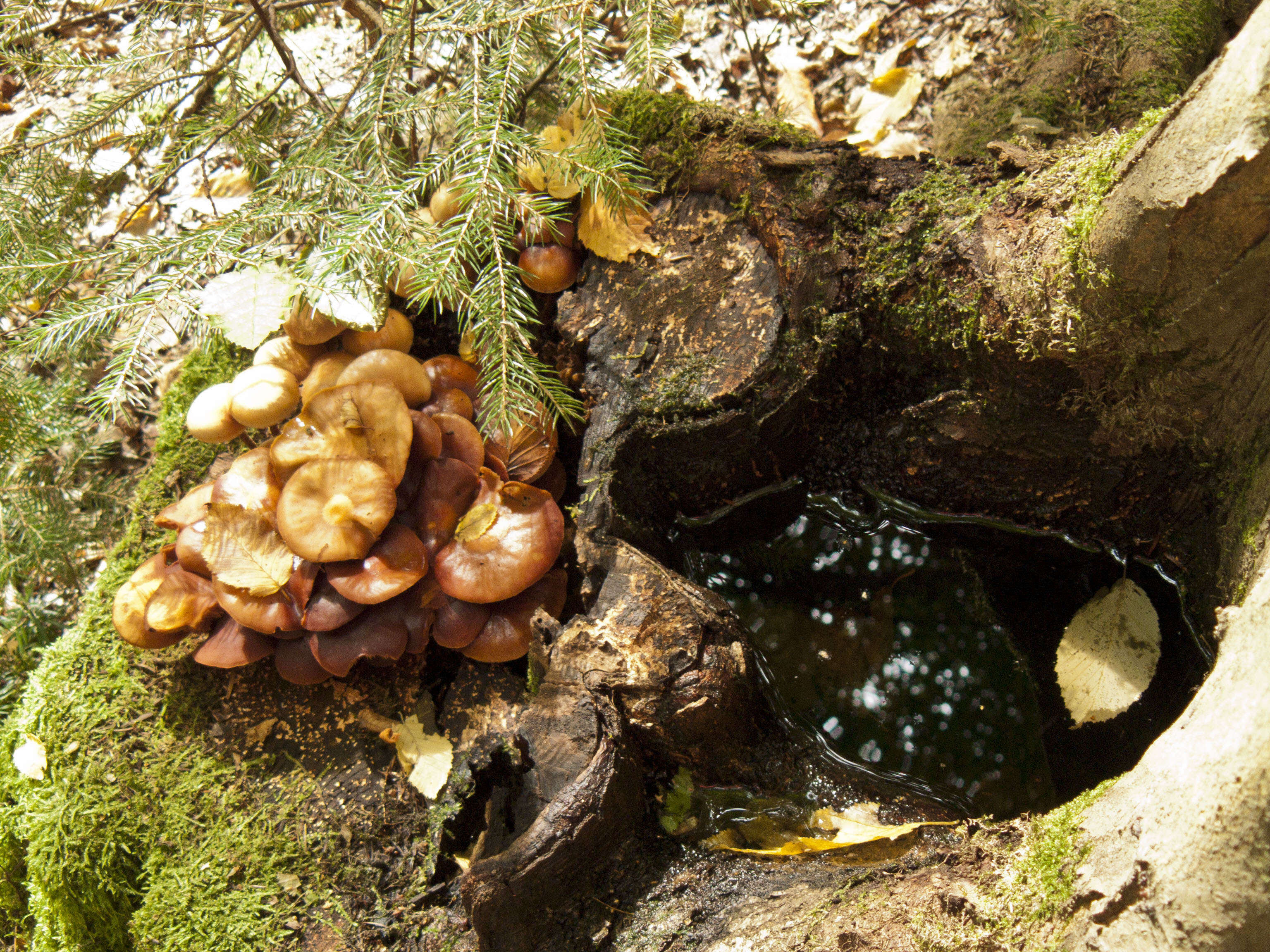 Imagem de Kuehneromyces mutabilis (Schaeff.) Singer & A. H. Sm. 1946