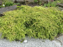 Image of Northern maidenhair fern