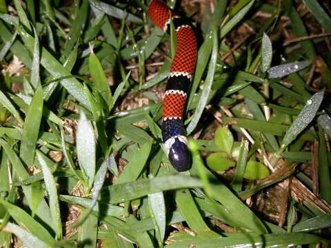 Image of Painted Coral Snake