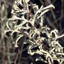 Image of South American saltbush