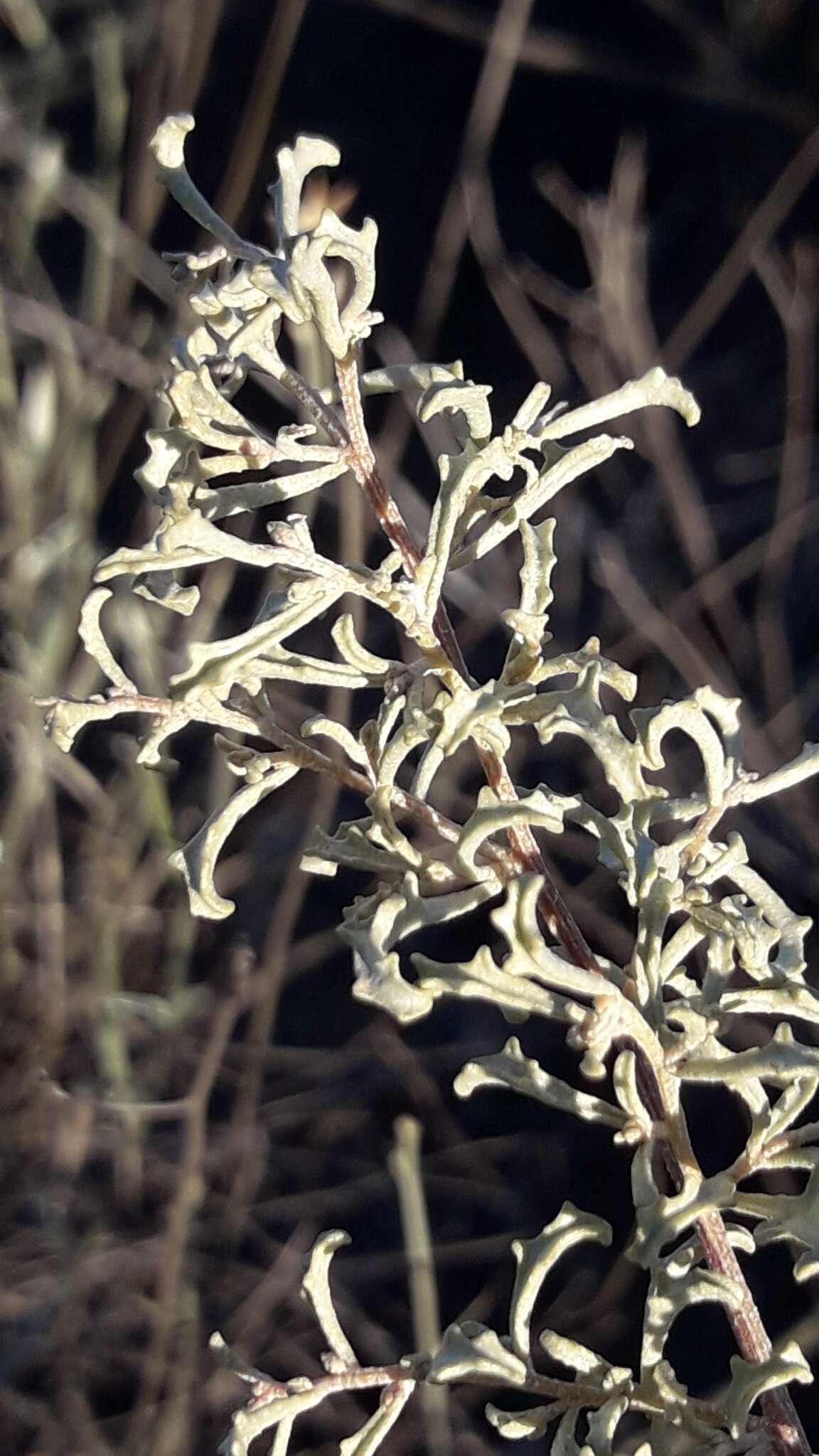 Image of South American saltbush