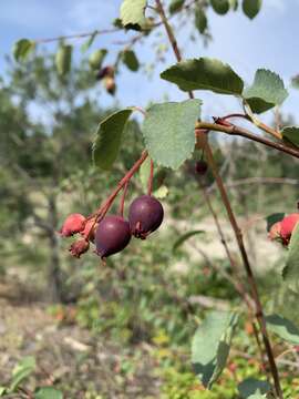 Image de Amelanchier alnifolia var. cusickii (Fern.) C. L. Hitchc.