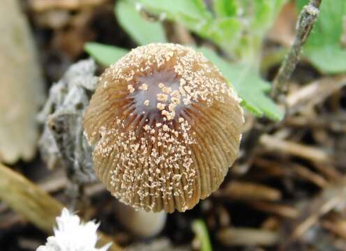 Coprinellus domesticus (Bolton) Vilgalys, Hopple & Jacq. Johnson 2001的圖片