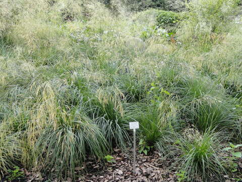 Image of Tufted Hair-grass