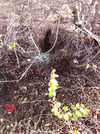 Image of Great Bowerbird