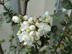 Image of Chilean Myrtle