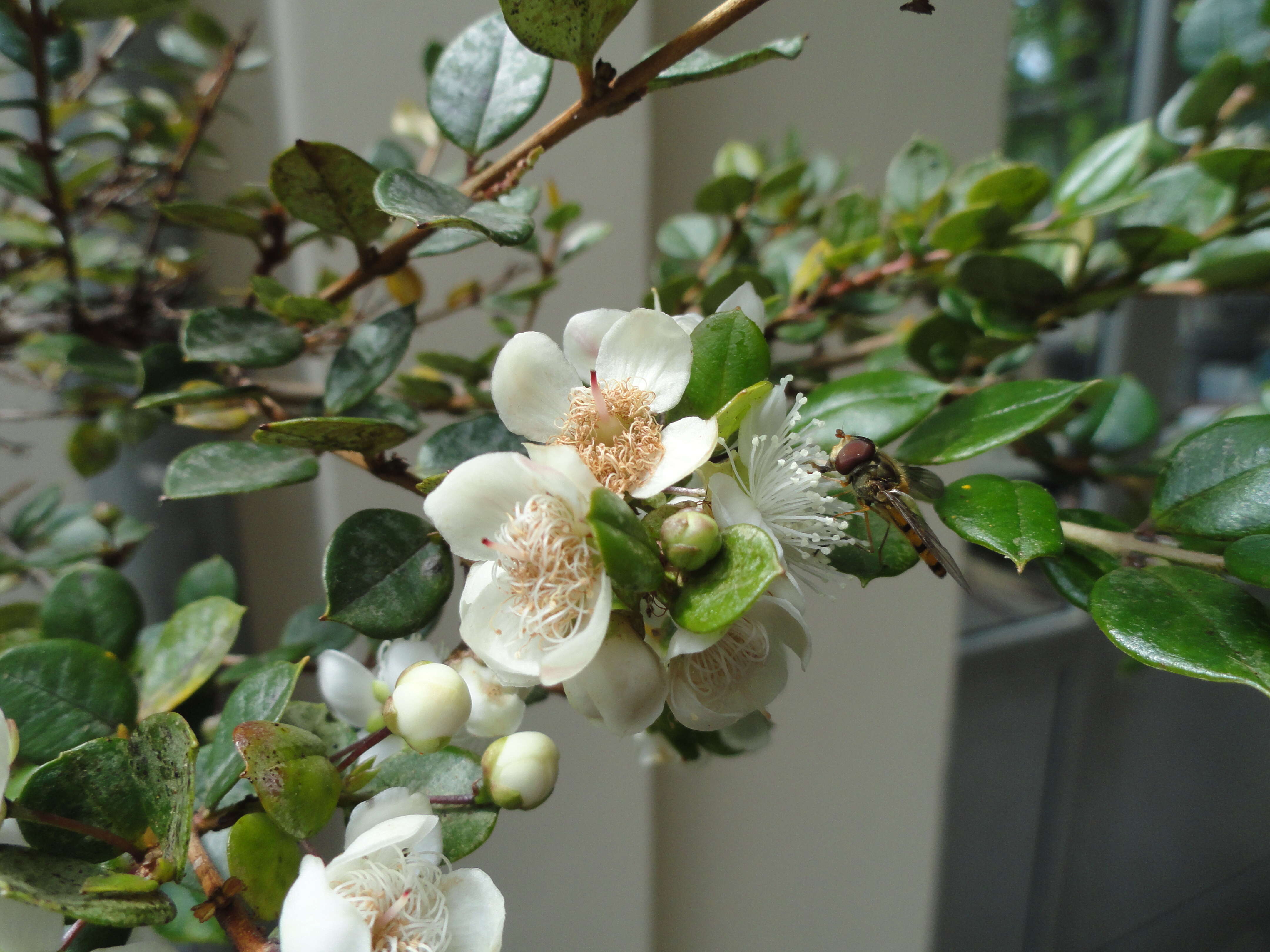 Sivun Luma apiculata (A. P. de Candolle) Burret kuva