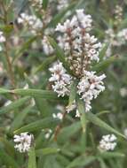 Image of Leucopogon australis R. Br.