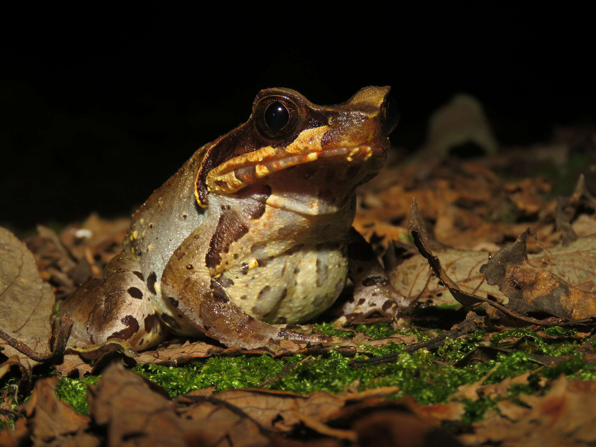 Image of Glandular horned toad