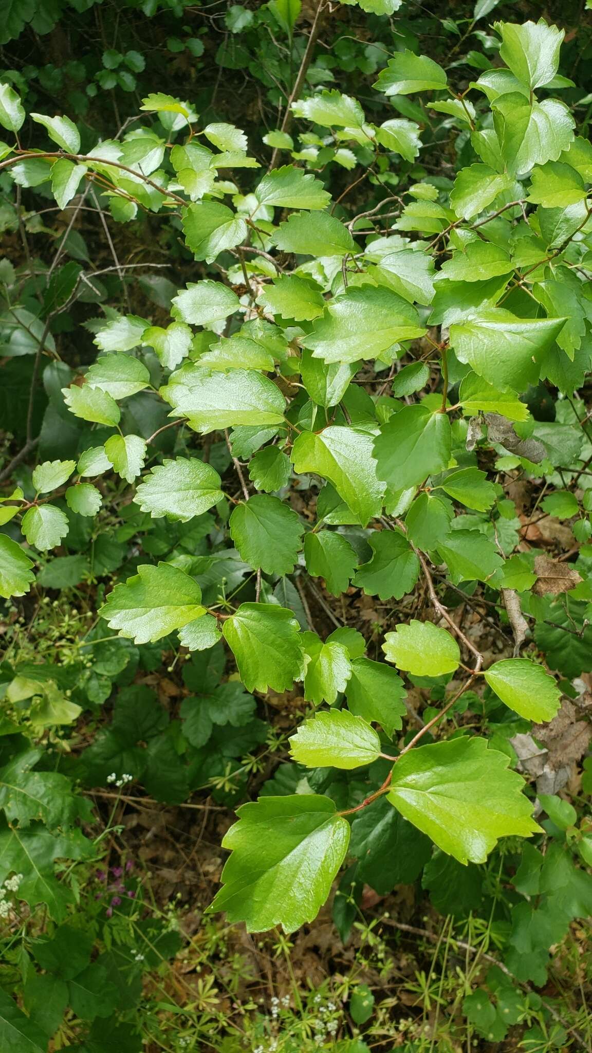 Imagem de Viburnum ellipticum Hook.