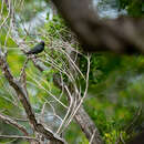 Image of Striated Starling