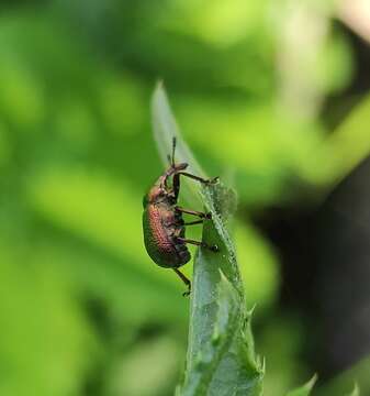 Byctiscus rugosus Voss 1930 resmi