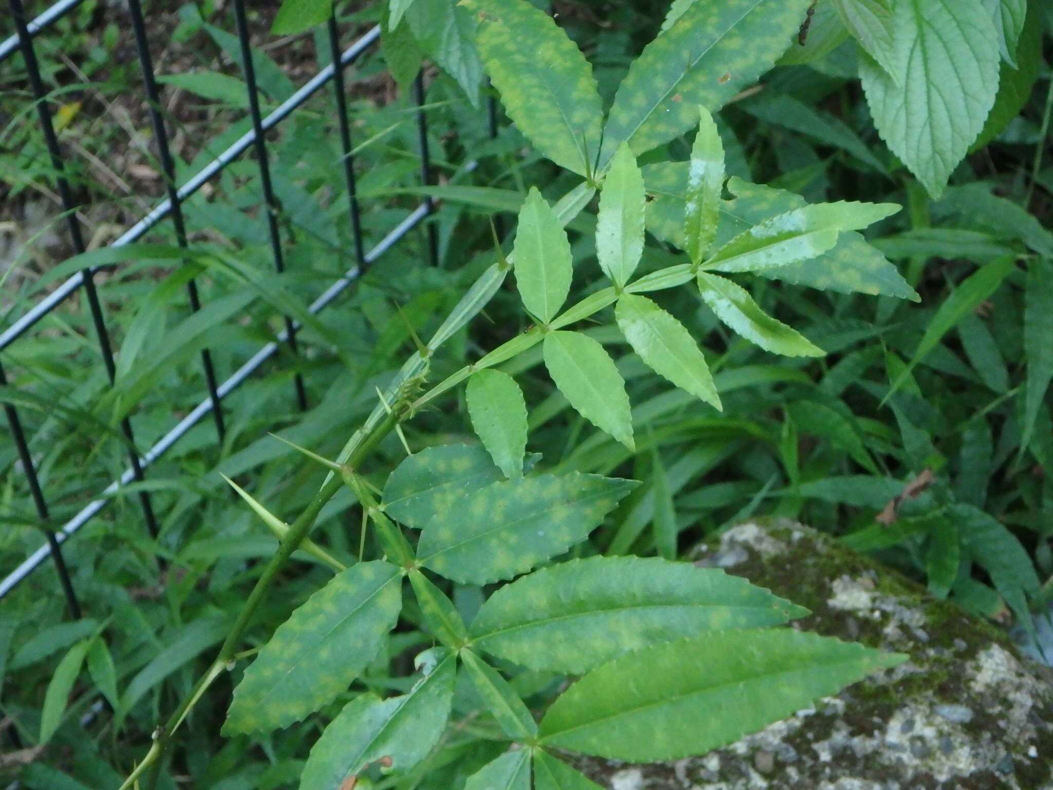 Imagem de Zanthoxylum armatum DC.