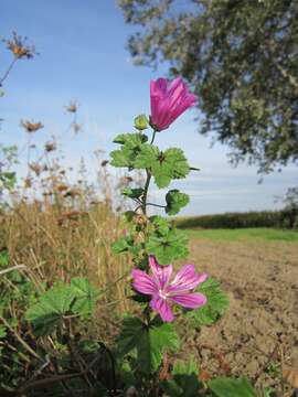 Image of high mallow