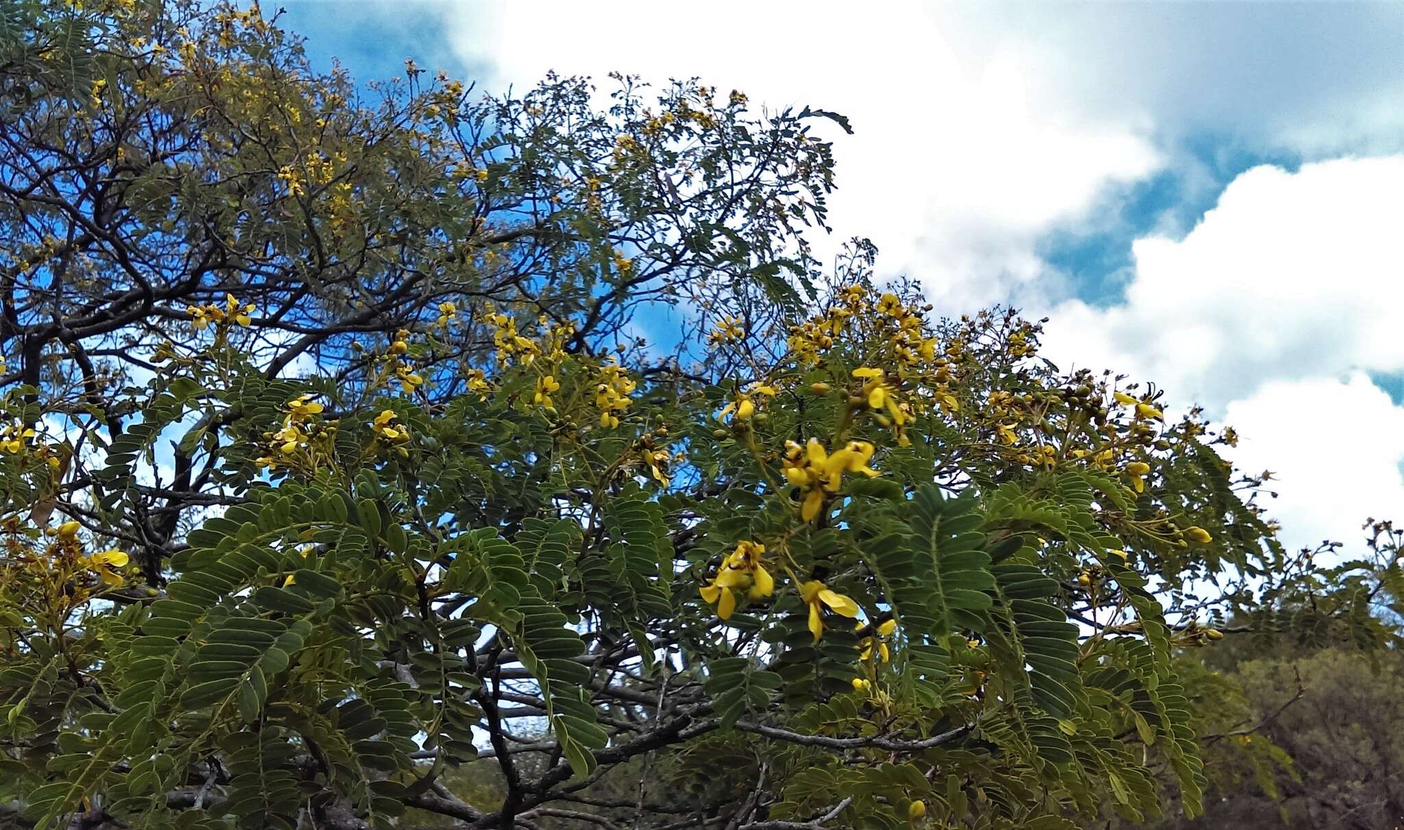 Image of Senna polyantha (Collad.) H. S. Irwin & Barneby